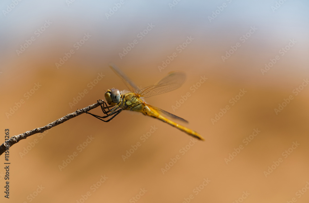 Libellule en macro (Sympetrum Fonscolombii), Espagne Libellule en macro (Sympetrum Fonscolombii), Espagne