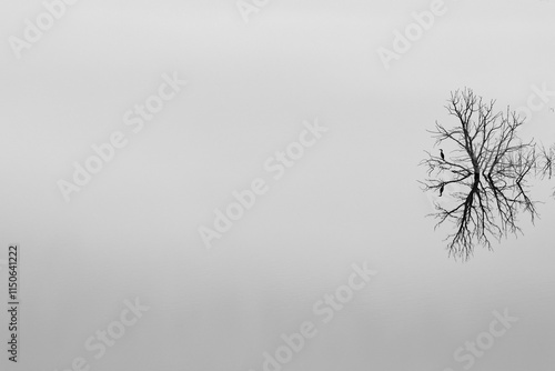 Canard en reflet sur un lac (noir et blanc)