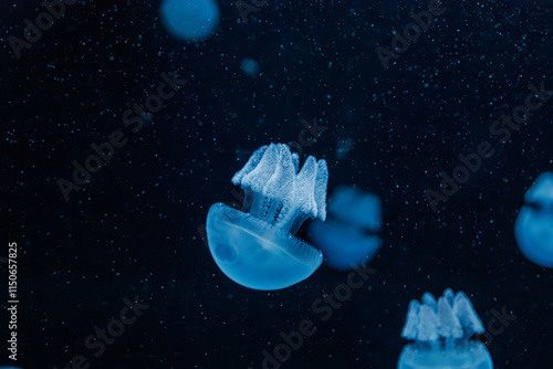 underwater photography jellyfish Blue Blubber Jelly, Catostylus mosaicus