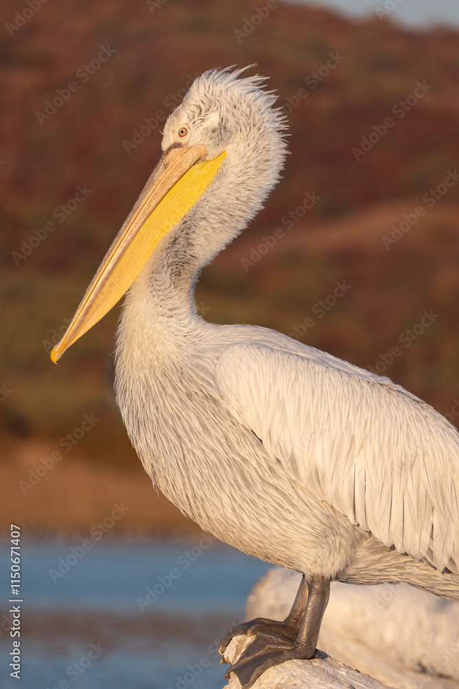 Close up portrait of a Dalmatian pelican or Pelecanus crispus during migratory season on the Kerkini lake National Park, Greece Close up portrait of a Dalmatian pelican or Pelecanus crispus during migratory season on the Kerkini lake National Park, Greece