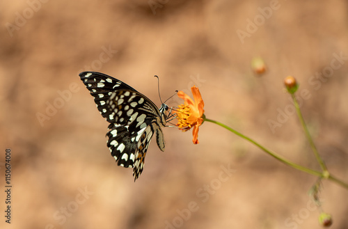 Nusaybin Beauty butterfly (Princeps demoleus) feeding on a flower photo