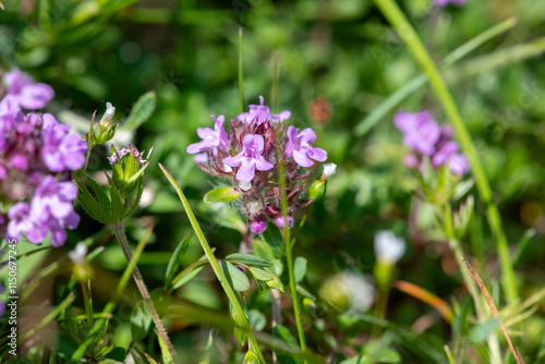 Close up of valerian (valeriana officinalis) flowers in bloom photo