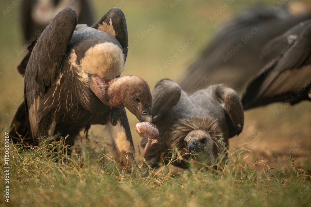 Close-up of two vultures interacting in a savanna environment.