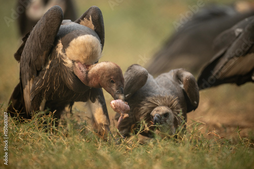 Close-up of two vultures interacting in a savanna environment. photo