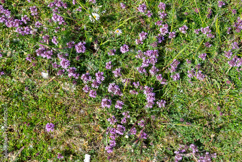 Close up of valerian (valeriana officinalis) flowers in bloom photo