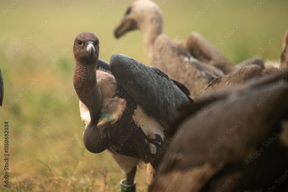 A close-up view of a group of vultures in a natural setting.