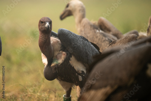Obraz na płótnie A close-up view of a group of vultures in a natural setting. w salonie