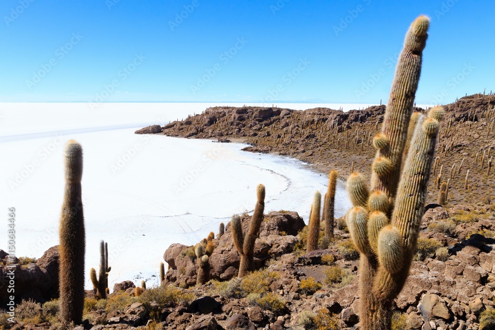 Cacti overlooking Salar de Uyuni in Bolivia Cacti overlooking Salar de Uyuni in Bolivia