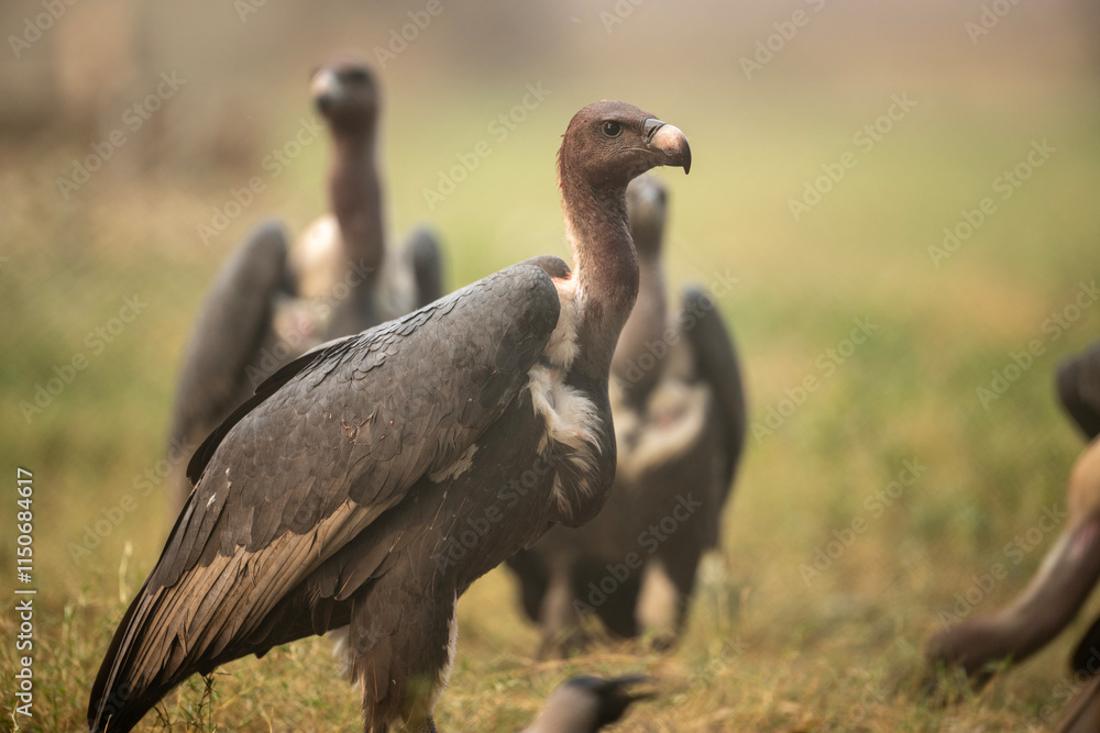 A close-up view of a group of vultures in a natural setting.