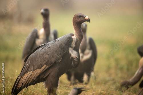 Obraz na płótnie A close-up view of a group of vultures in a natural setting. w salonie