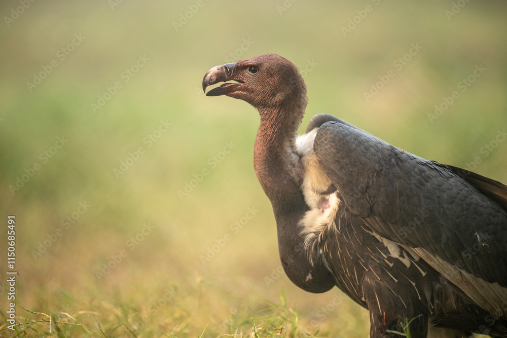A close-up view of a group of vultures in a natural setting.