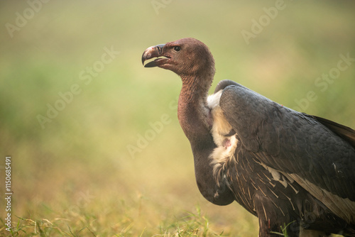 Obraz na płótnie A close-up view of a group of vultures in a natural setting. w salonie