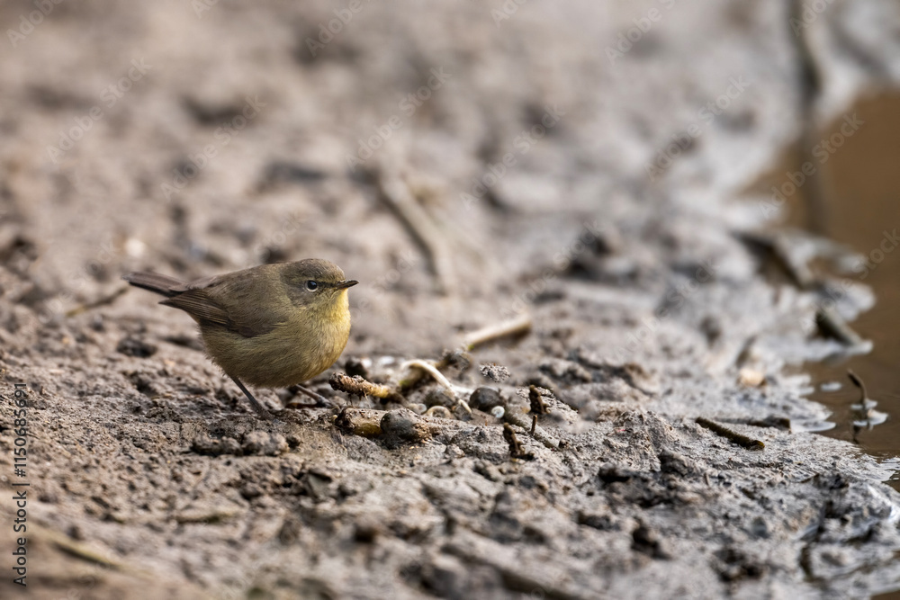 Sulphur-bellied warbler, Closeup in Morning