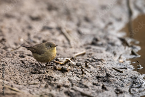 Obraz na płótnie Sulphur-bellied warbler, Closeup in Morning w salonie