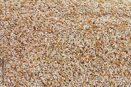 Fotografi Psyllium husks, swelling agent and stool softener with lots of healthy fiber