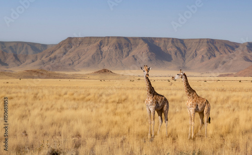 Obraz na płótnie Namibian landscape featuring open savanna and rugged mountains, with two giraffes in the foreground w salonie