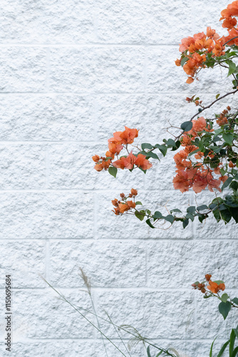 japanese maple leaves white brick wall