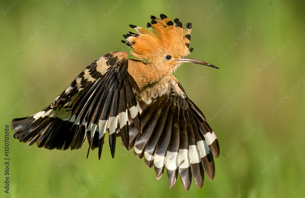 Eurasian hoopoe bird in early morning light ( Upupa epops ) Eurasian hoopoe bird in early morning light ( Upupa epops )