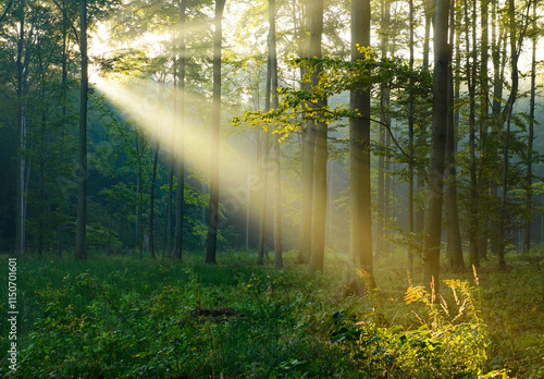 Beautiful sunny morning in the forest