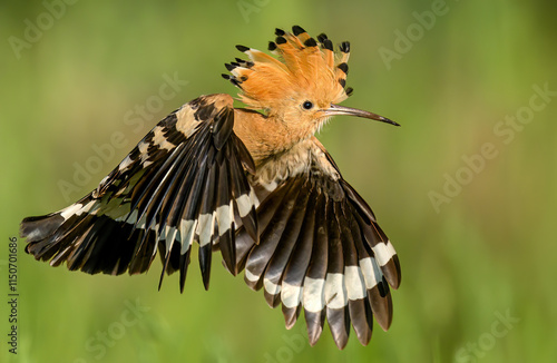 Eurasian hoopoe bird in early morning light ( Upupa epops ) photo