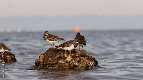 Birds on Sea rocks