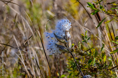 Milkweed Pods Gone to Seed at Chippewa Nature Center Marsh, in Midland, Michigan.