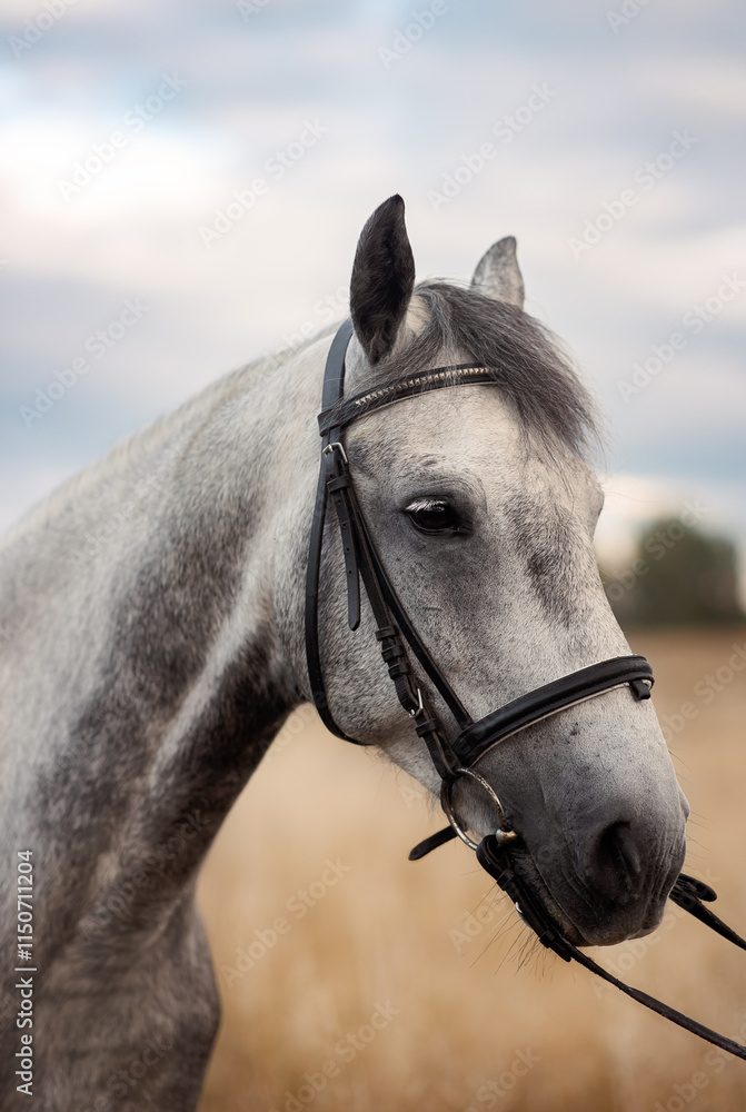 Obraz premium horse