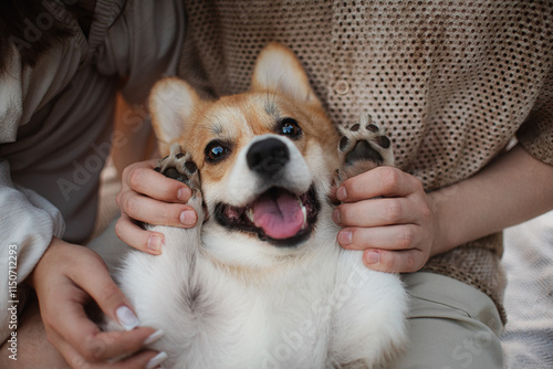 Wallpaper Mural red dog corgi Torontodigital.ca