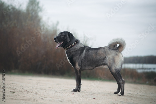 Sticker big dog kangal