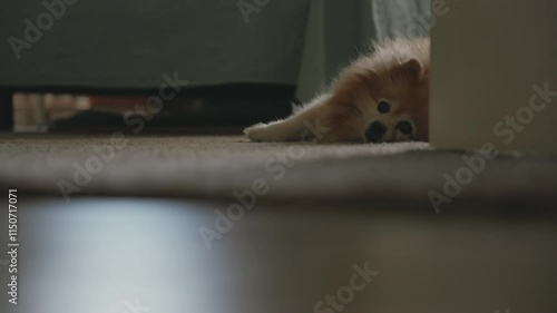 Blonde Pomeranian Dog Lying On The Floor Natural