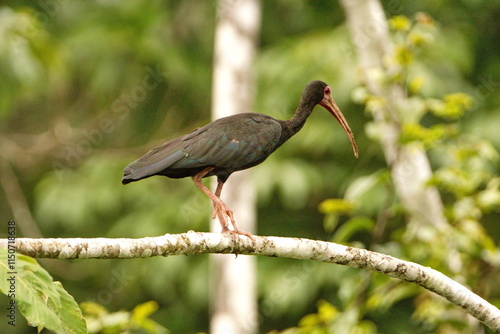 Bare-faced ibis (Phimosus infuscatus) perched on a branch in the Cuyabeno Wildlife Reserve, outside of Lago Agrio, Ecuador photo