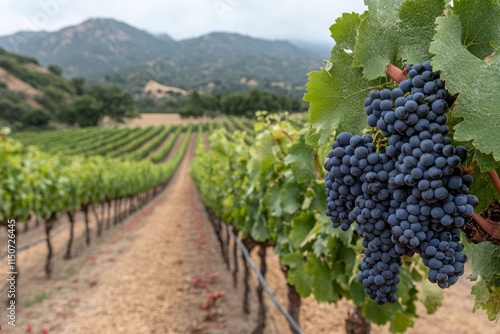 Vineyard with ripe grapes under sunny skies in a picturesque landscape