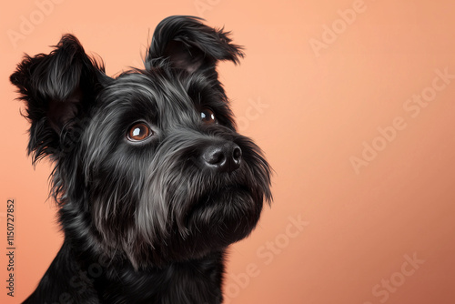 Close-up of a Briard dog with styled black hair on a soft peach background