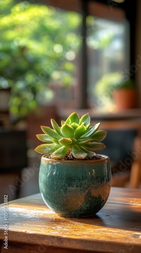 Succulent plant in a decorative pot illuminated by sunlight indoors