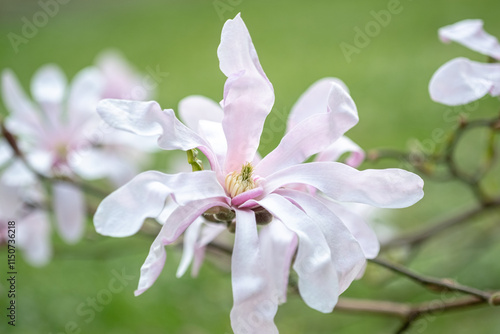 Close-up of white-pink Magnolia stellate, Siebold and Zucc., of a green spring park. blur and selective focus. blurred foreground  photo