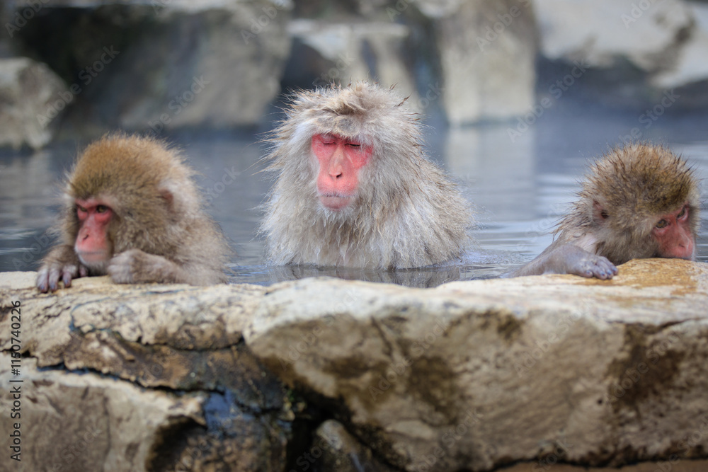 Fototapeta premium 居眠りママ