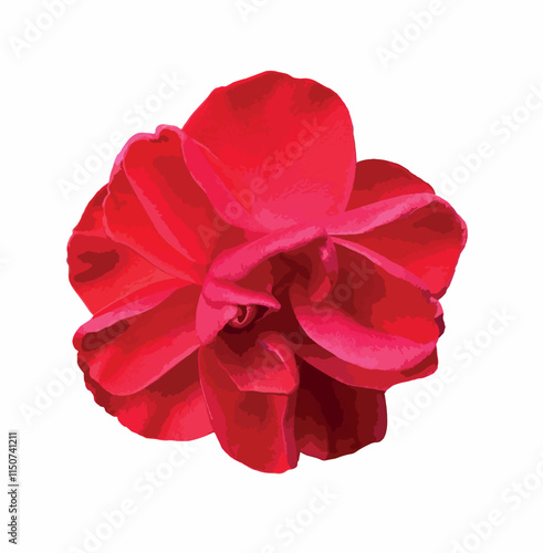 Camellia japonica red flower isolated on white background. Detail of red camellia flower resembling a rose. Design element. Vector. Common camellia, or Japanese camellia. Family Theaceae.
