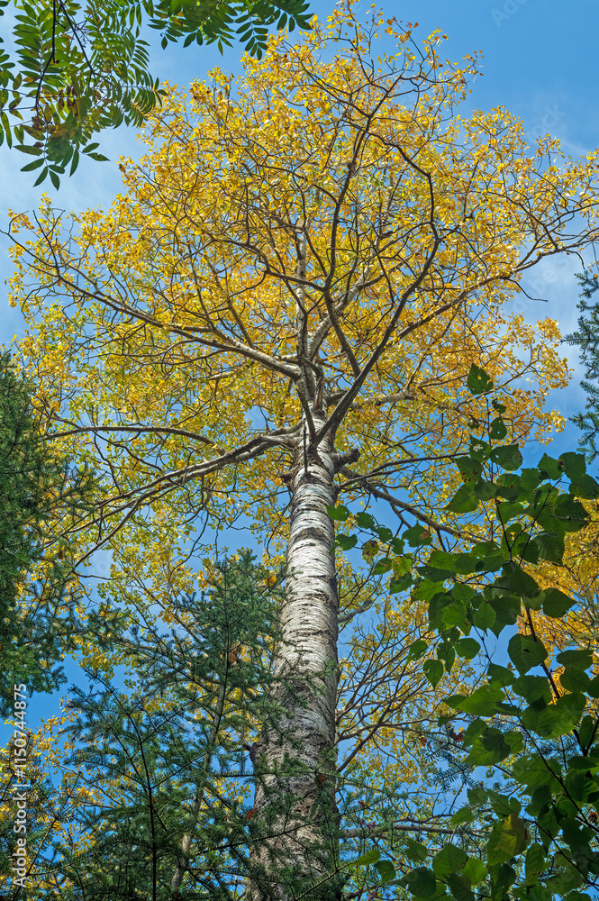 Fototapeta premium Birch in Yellow Emerging From the Forest