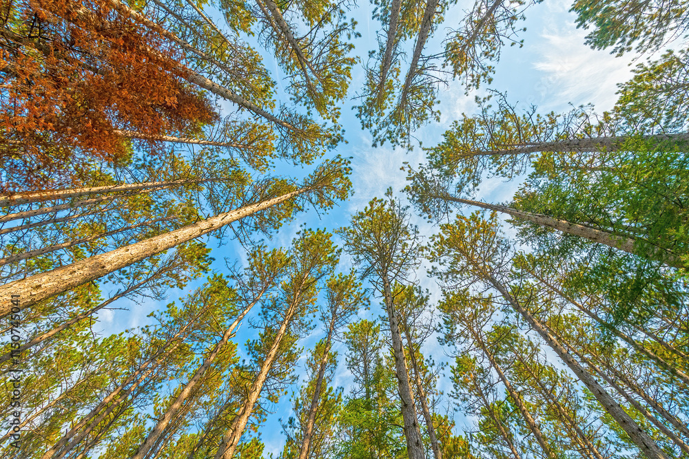 Surrounded by a Norway Pine Forest
