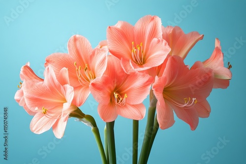 Beautiful pink flowers arranged against a bright blue background for a fresh ...