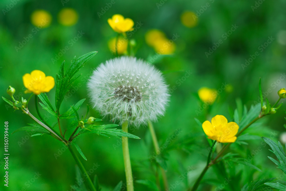 Vibrant dandelion with yellow wildflowers in a lush green meadow Vibrant dandelion with yellow wildflowers in a lush green meadow