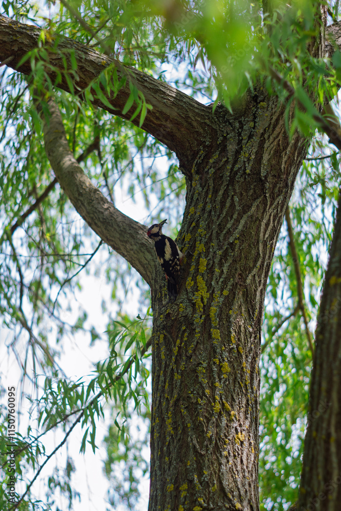 Woodpecker explores a tall tree in a serene natural setting Woodpecker explores a tall tree in a serene natural setting