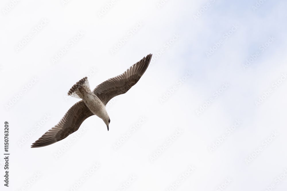 Obraz premium seagull flying in the sky