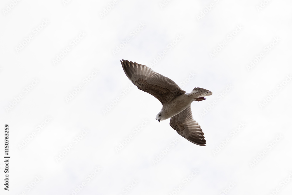 Fototapeta premium seagull flying in the sky