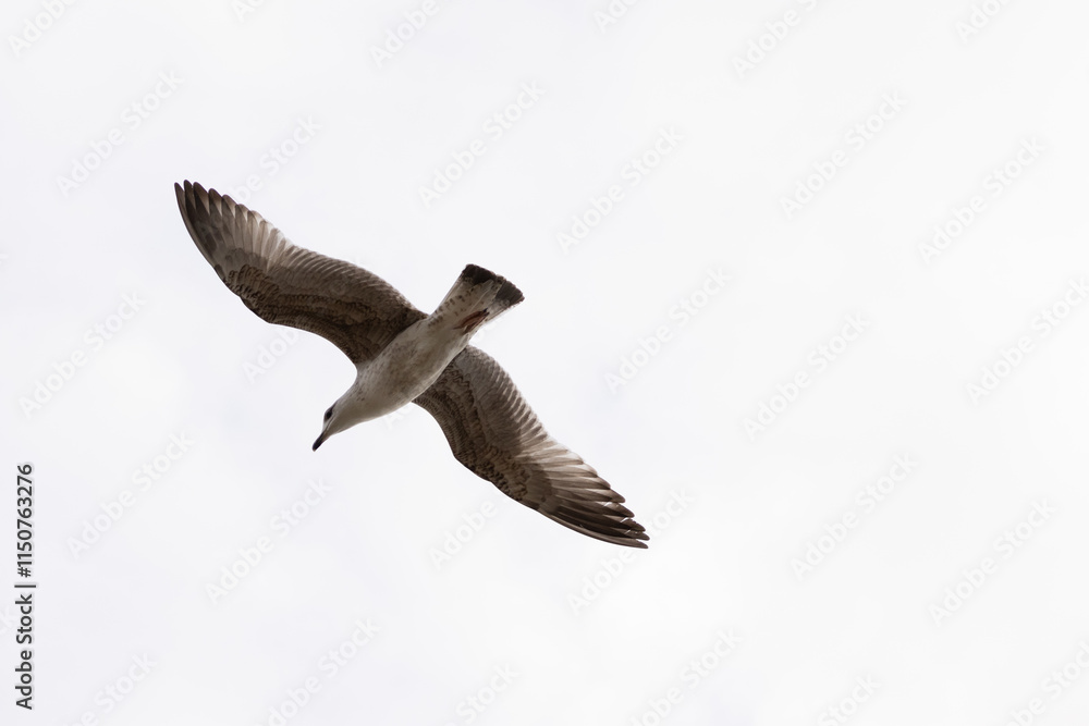 Obraz premium seagull flying in the sky