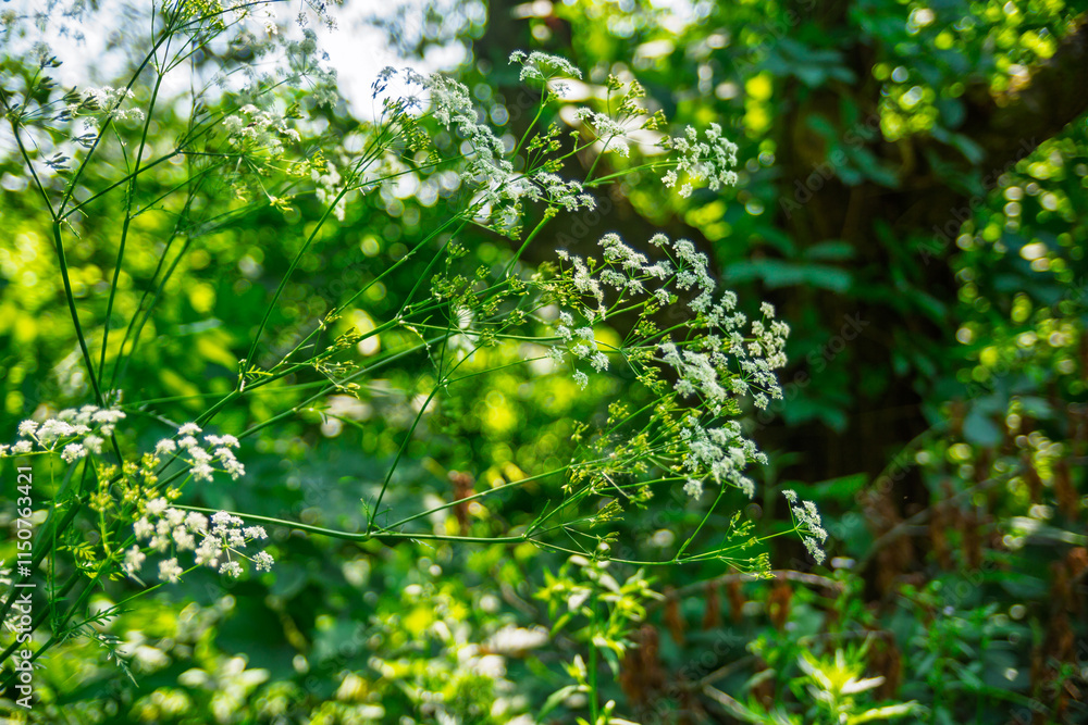 White flowering plants basking in morning sunlight in a forest White flowering plants basking in morning sunlight in a forest