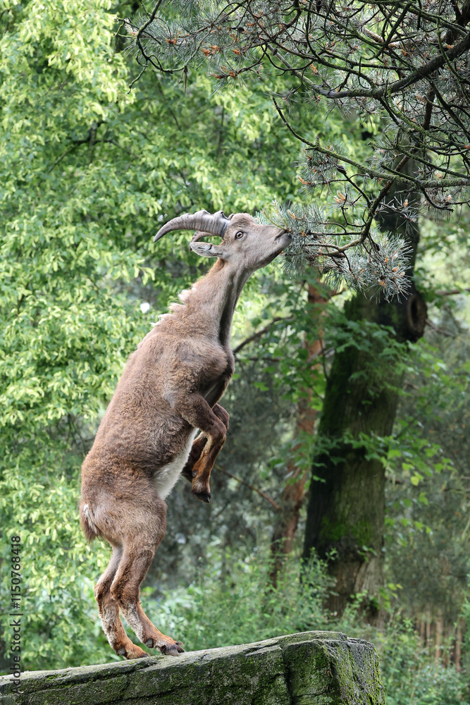 An Alpine Ibex (Capra Ibex)
