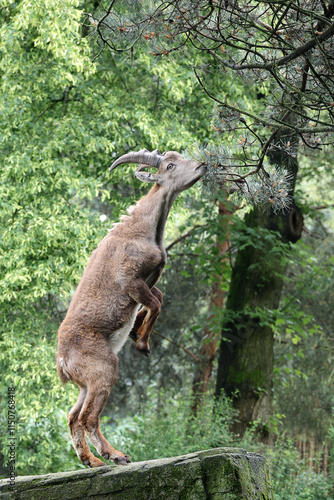 Obraz na płótnie An Alpine Ibex (Capra Ibex) w salonie