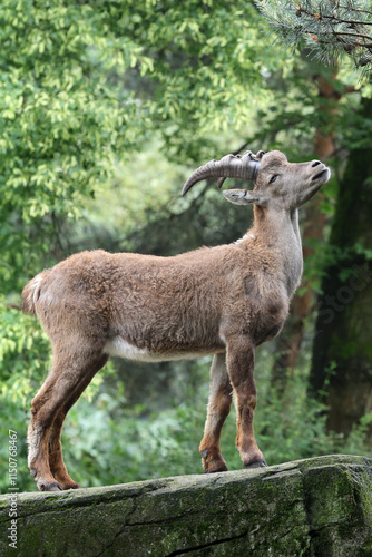 Obraz na płótnie An Alpine Ibex (Capra Ibex) w salonie