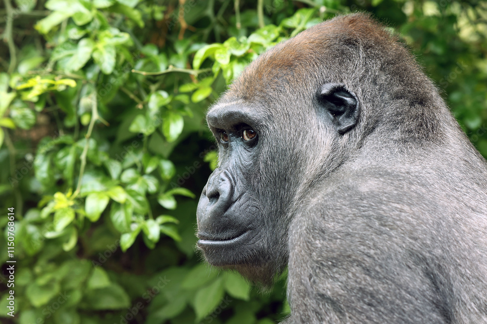 Western Lowland Gorilla on green tree background
